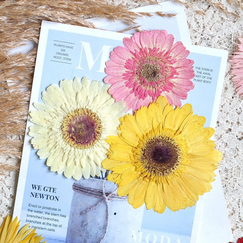1 adet/7-9cm, Preslenmiş Gerbe - Resin Craft Ideas incelemesi ve fiyatı